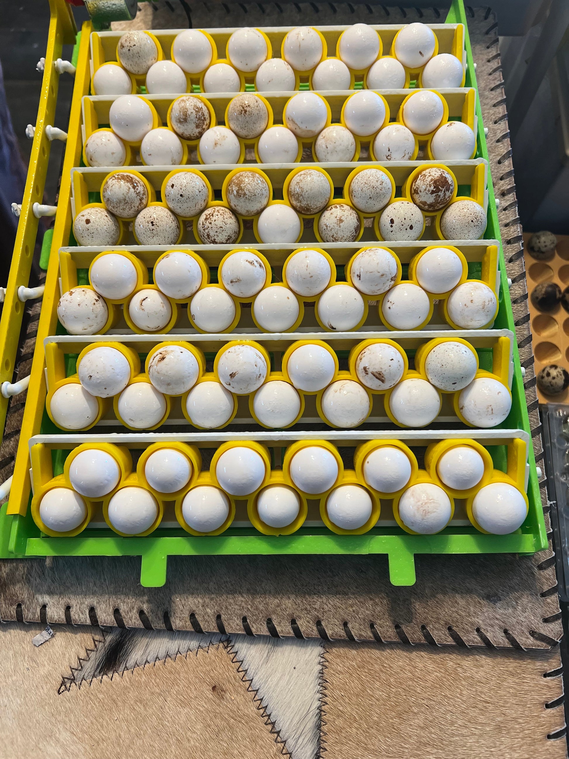 Georgia Giant Quail Hatching Eggs Quail Eggs Buddys Hatchery
