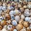 Fertile OZ Collection Quail Eggs for Hatching – Coturnix Quail Eggs – Ideal for Incubation, Breeding, and Backyard Farming Buddys Hatchery