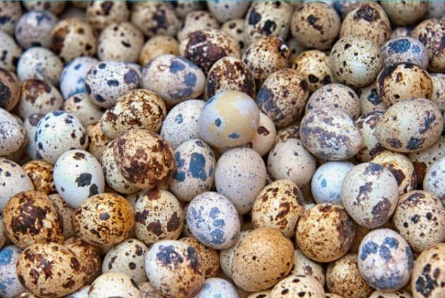 Fertile OZ Collection Quail Eggs for Hatching – Coturnix Quail Eggs – Ideal for Incubation, Breeding, and Backyard Farming Buddys Hatchery