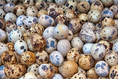 Fertile OZ Collection Quail Eggs for Hatching – Coturnix Quail Eggs – Ideal for Incubation, Breeding, and Backyard Farming Buddys Hatchery