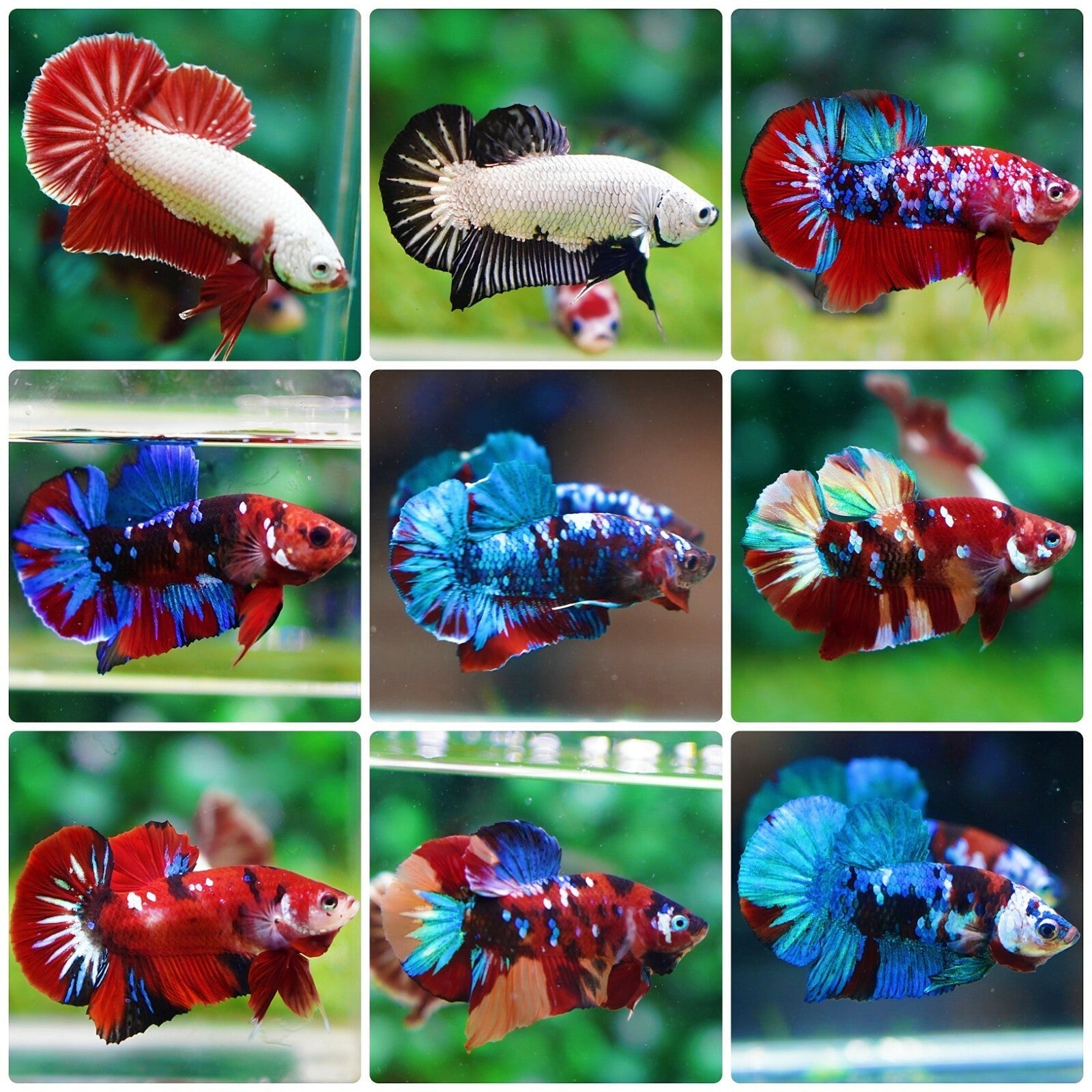 Betta Giant BETTA Danaqua Live Fish & More