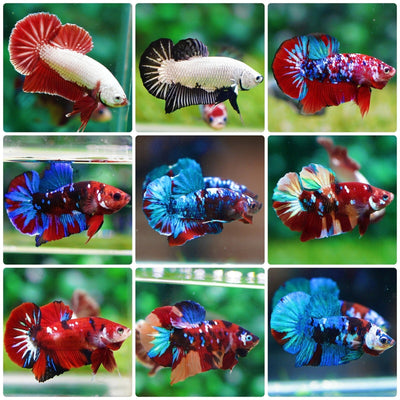 Betta Giant BETTA Danaqua Live Fish & More
