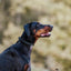 Sprenger Rubber Flexcover for Prong Collar Collars, Prong/Pinch Dog Collars Dogline