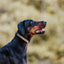 Sprenger Rubber Flexcover for Prong Collar Collars, Prong/Pinch Dog Collars Dogline