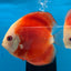 Red Melon Discus (Red Marlboro) DISCUS Danaqua Live Fish & More