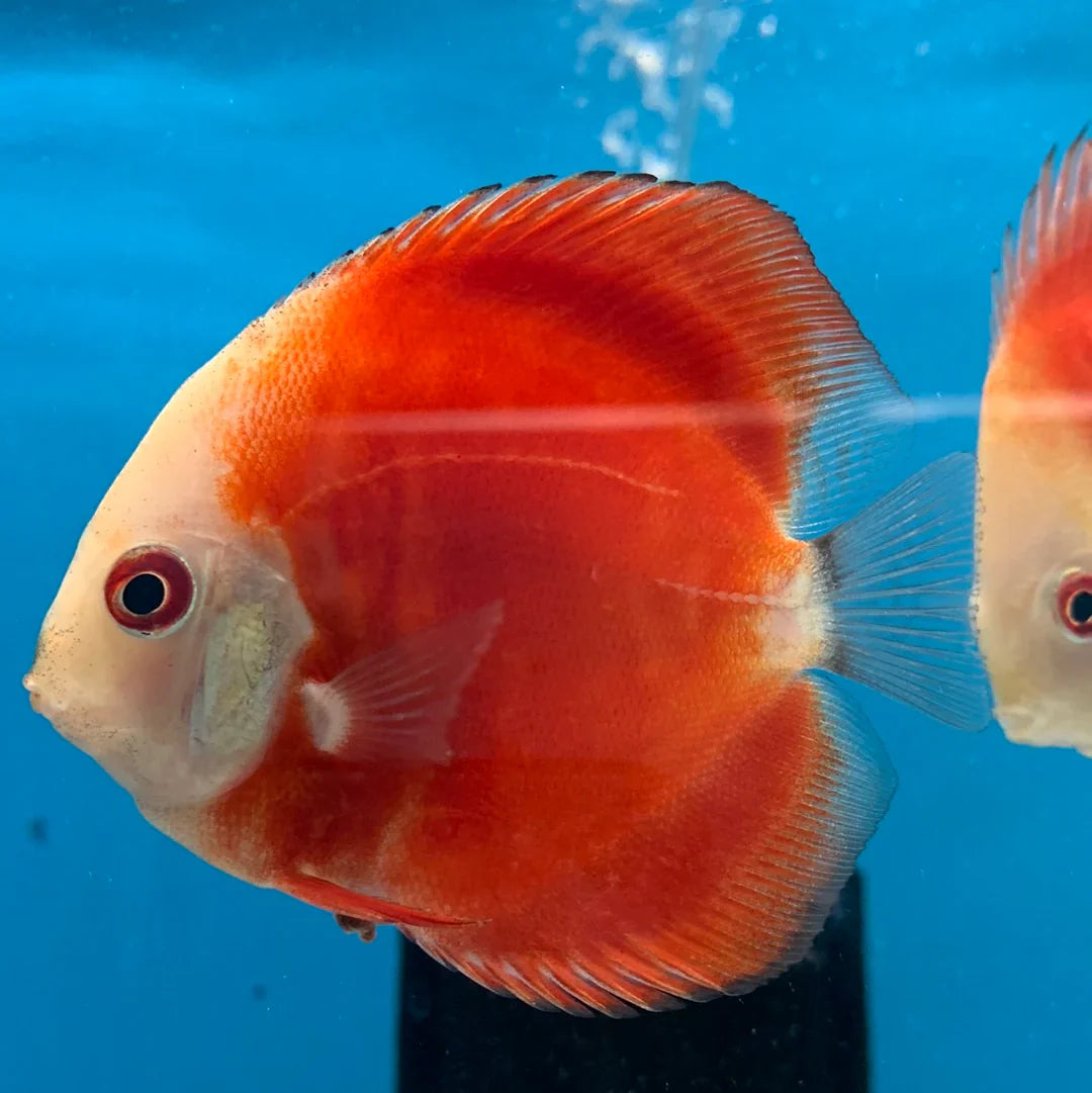 Red Melon Discus (Red Marlboro) DISCUS Danaqua Live Fish & More