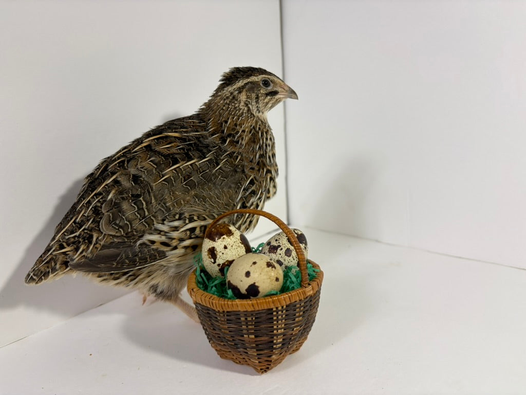 Fertile Quail Eggs – Choose Your Variety Fertile Quail Eggs Buddys Hatchery