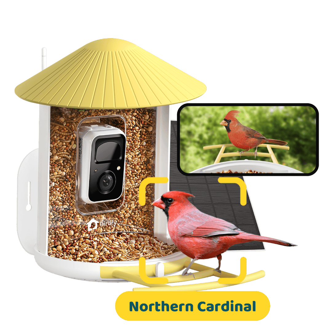 Birdfy Feeder with Solar Panel - Solar-Powered Smart Bird Feeder with Camera Bundle Birdfy