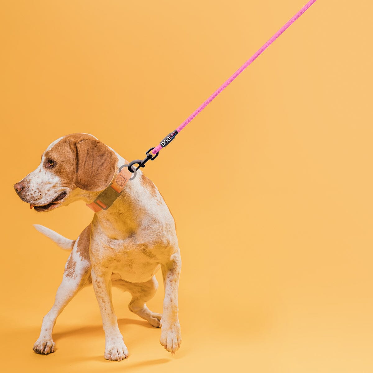 Nylon Round Dog Lead Dog Leashes Dogline