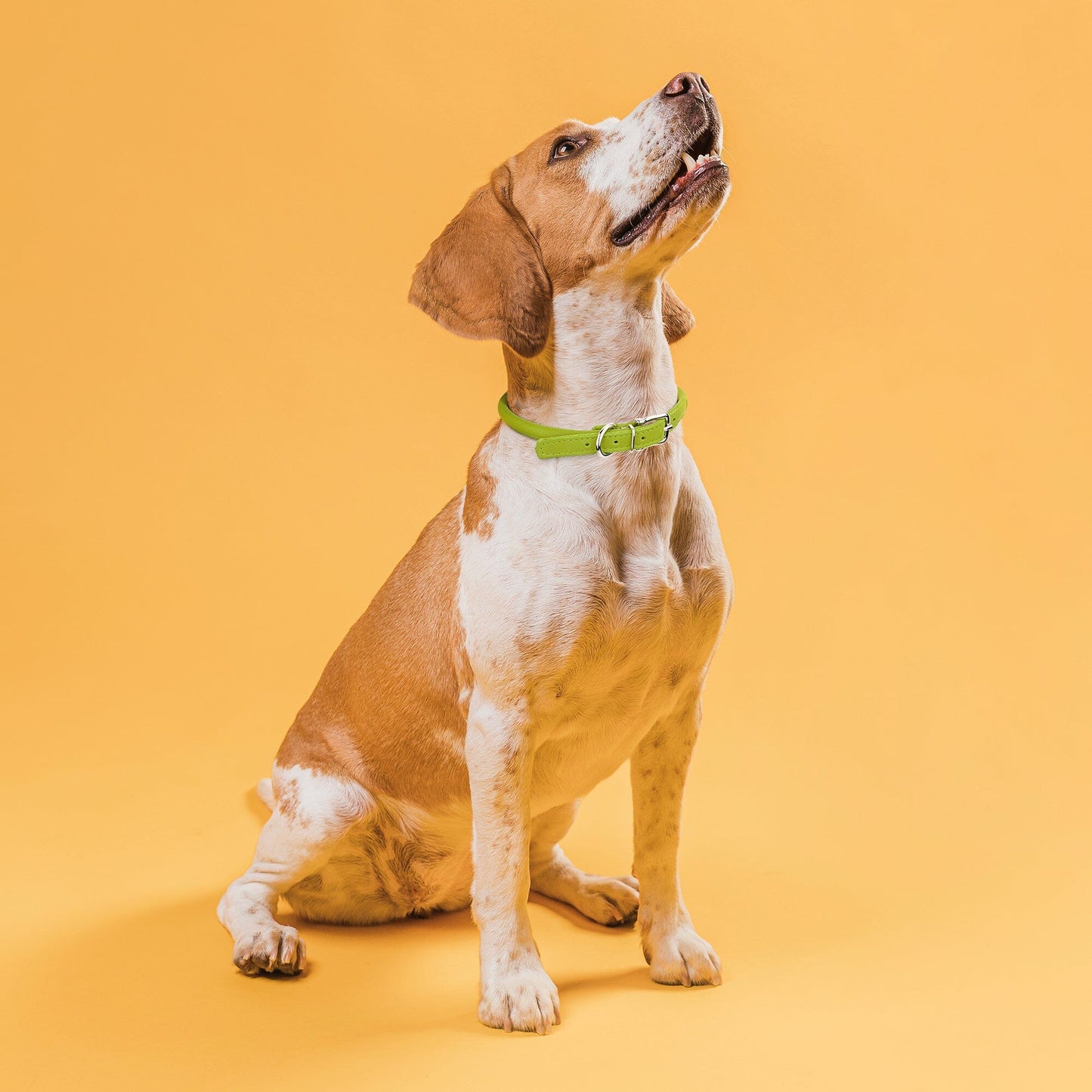 Soft Leather Round Dog Collar Dog Collars Dogline