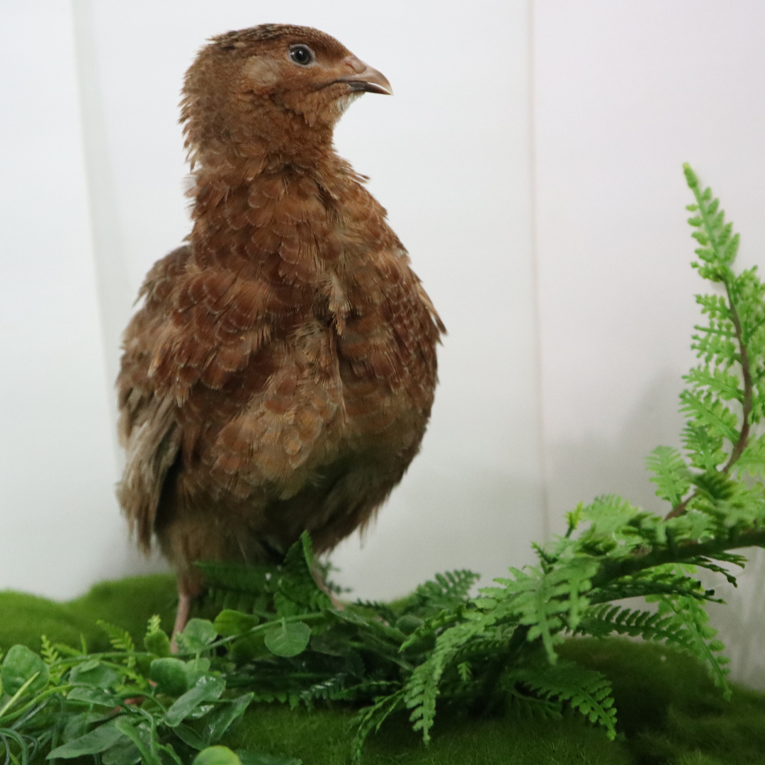 Red Range Coturnix Quail Hatching Eggs 24 Egg Buddys Hatchery
