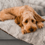 PupProtector™ Summer Short Fur Waterproof Throw Blanket - Grey Dog Blanket Paw.com