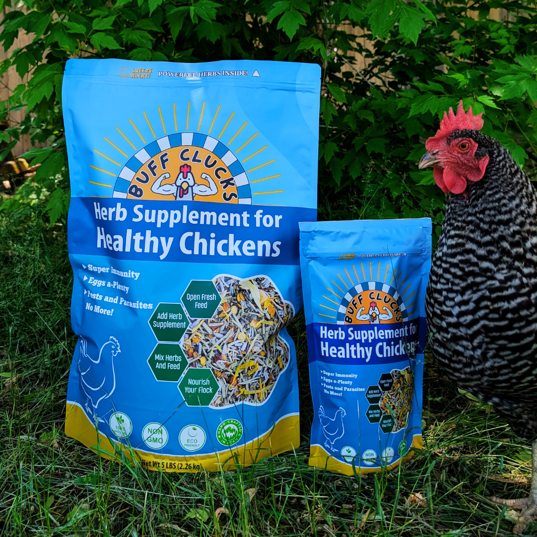 Herb Supplement For Backyard Chickens Chicken Treat Buff Clucks