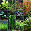 Florida 10 Species Live Aquarium Plants Bundle Aqua Leaf Aquatics