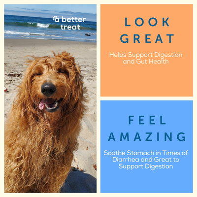 Organic Freeze Dried Pumpkin Dog and Cat Treats A Better Treat