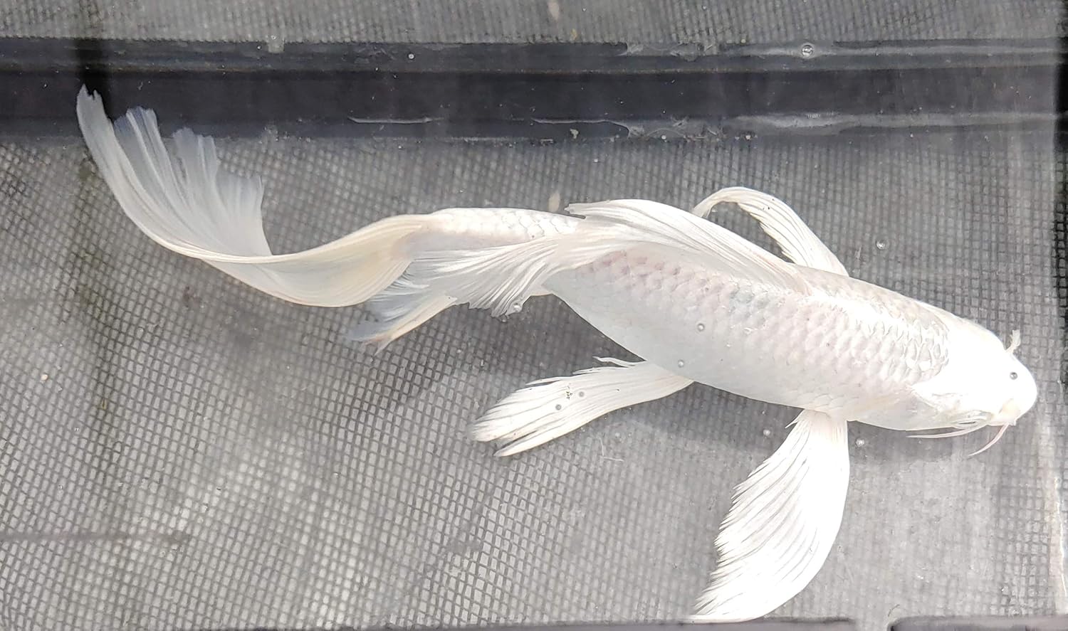 Butterfly koi KOI Danaqua Live Fish & More