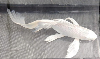 Butterfly koi KOI Danaqua Live Fish & More