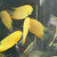 Red Spot Gold Severum (Heros cf. efasciatus) AMERICAN CICHLID Danaqua Live Fish & More