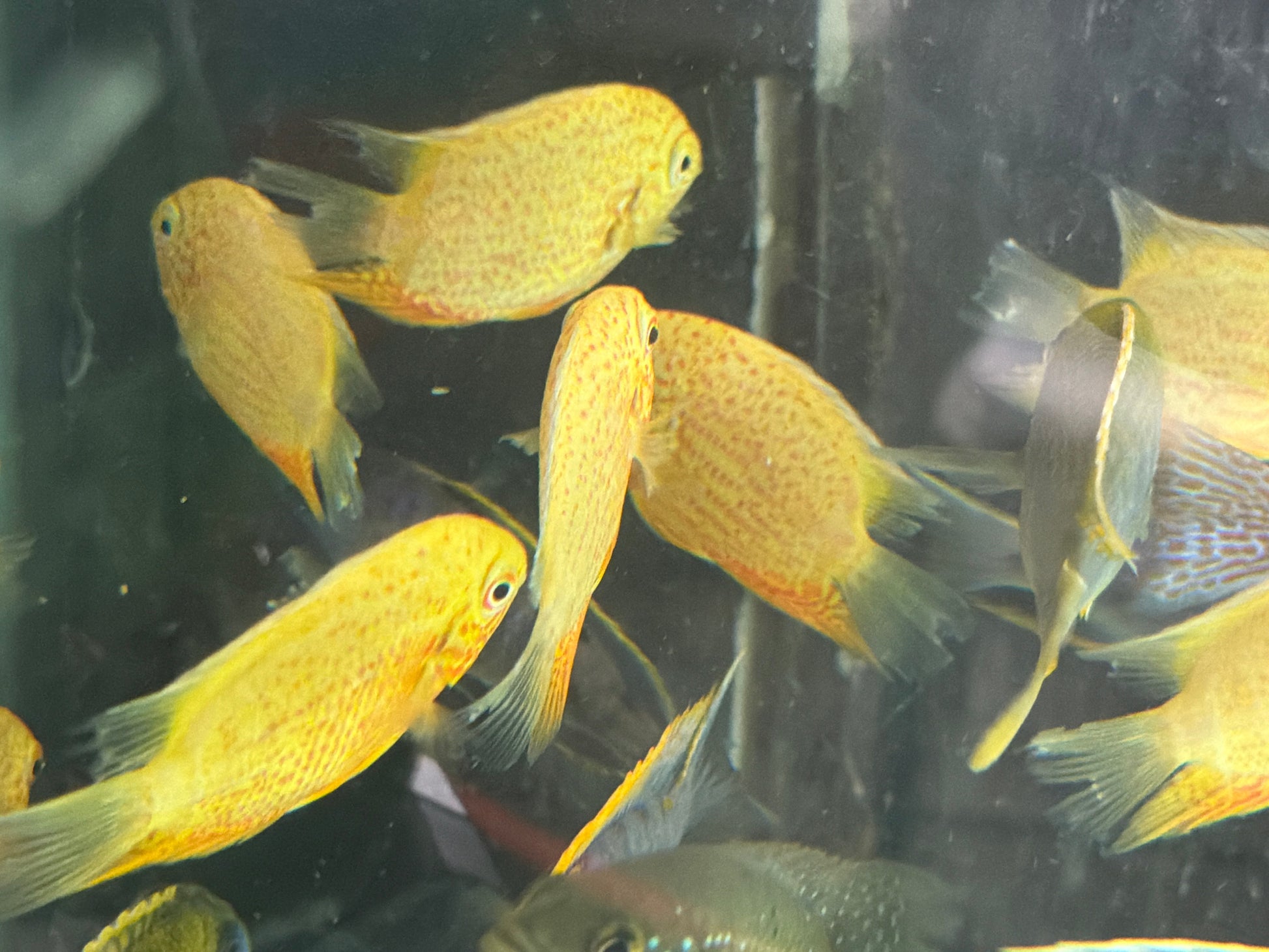 Red Spot Gold Severum (Heros cf. efasciatus) AMERICAN CICHLID Danaqua Live Fish & More
