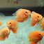 Red Spot Severum AMERICAN CICHLID Danaqua Live Fish & More