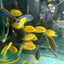 Red Spot Gold Severum (Heros cf. efasciatus) AMERICAN CICHLID Danaqua Live Fish & More