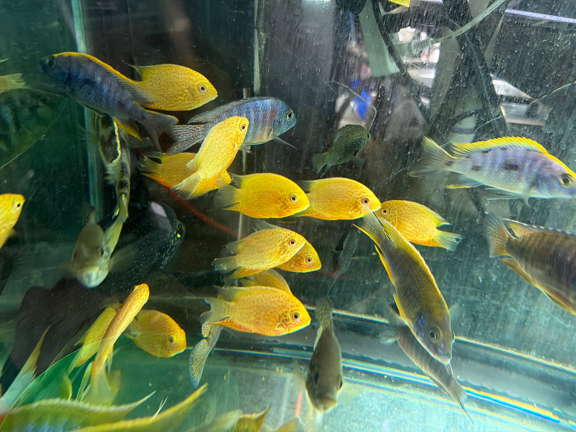 Red Spot Gold Severum (Heros cf. efasciatus) AMERICAN CICHLID Danaqua Live Fish & More