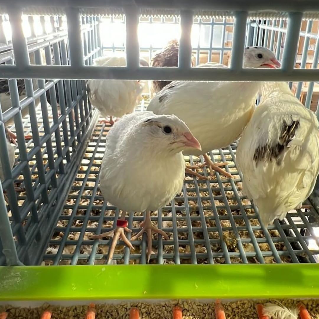 Jumbo White Coturnix Hatching Eggs - Premium Quail Eggs for Hatching - Perfect for Homesteaders, Breeders, Hobbyists - Freshly Collected for High Hatch Rates Buddys Hatchery