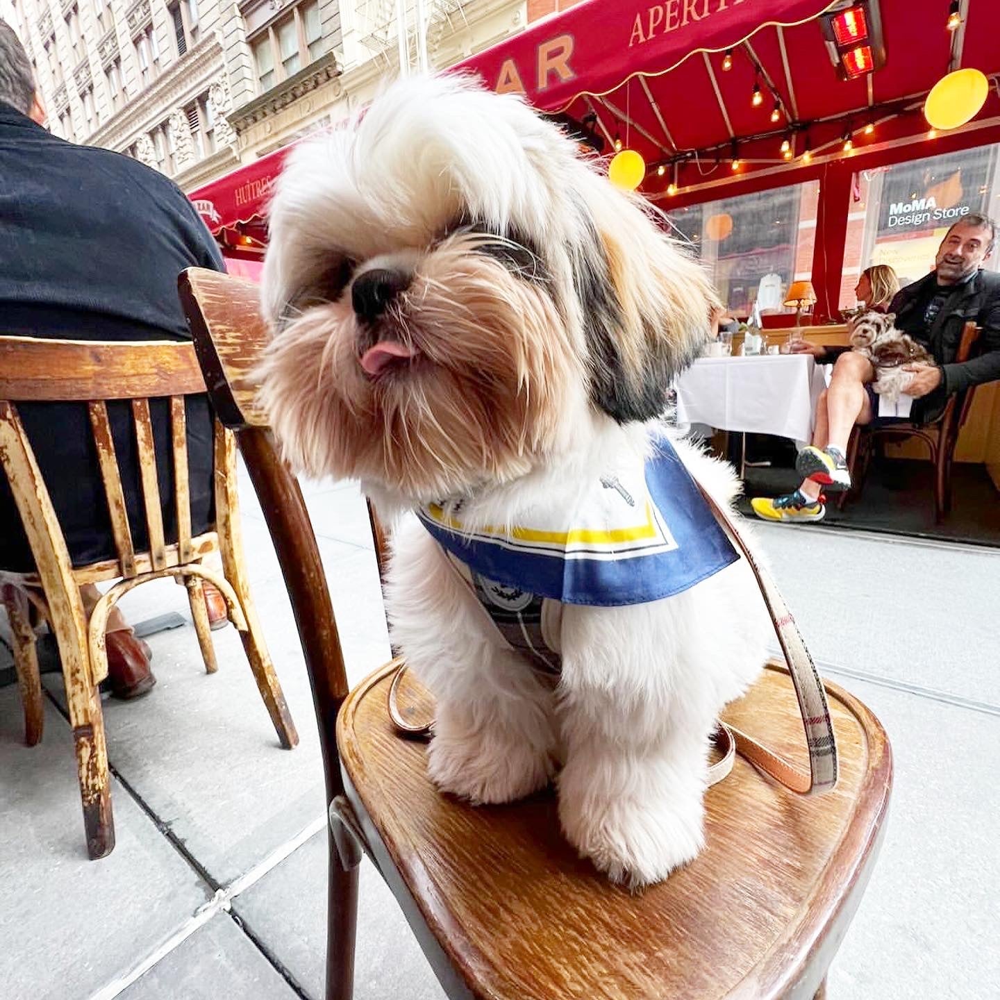 Erin 100% Silk Twill Dog Scarf, or Bandana BANDANA BESPOKE PAWS