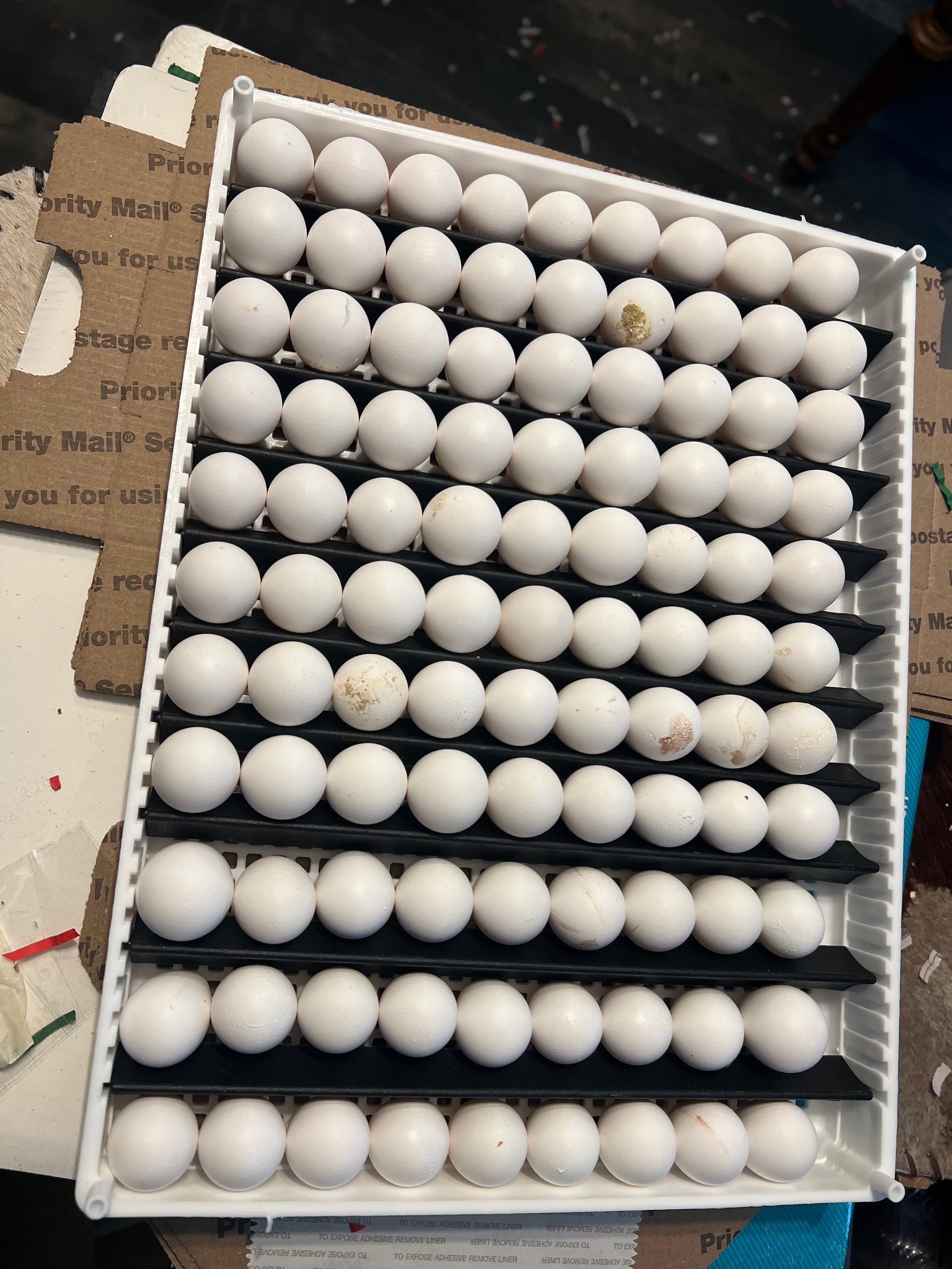 Georgia Giant Quail Hatching Eggs Quail Eggs Buddys Hatchery