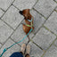 Blue and Green - Dog Harness Strap Harness FURLOU