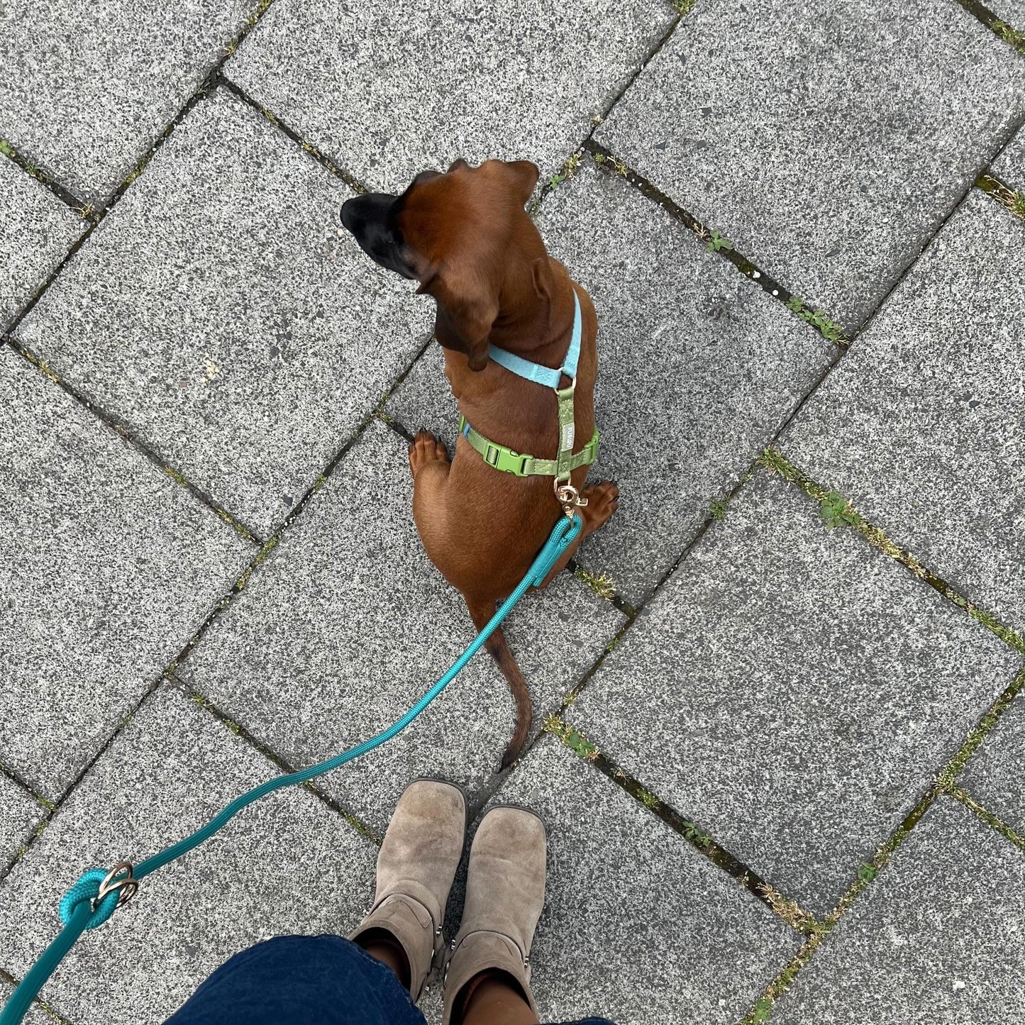 Blue and Green - Dog Harness Strap Harness FURLOU