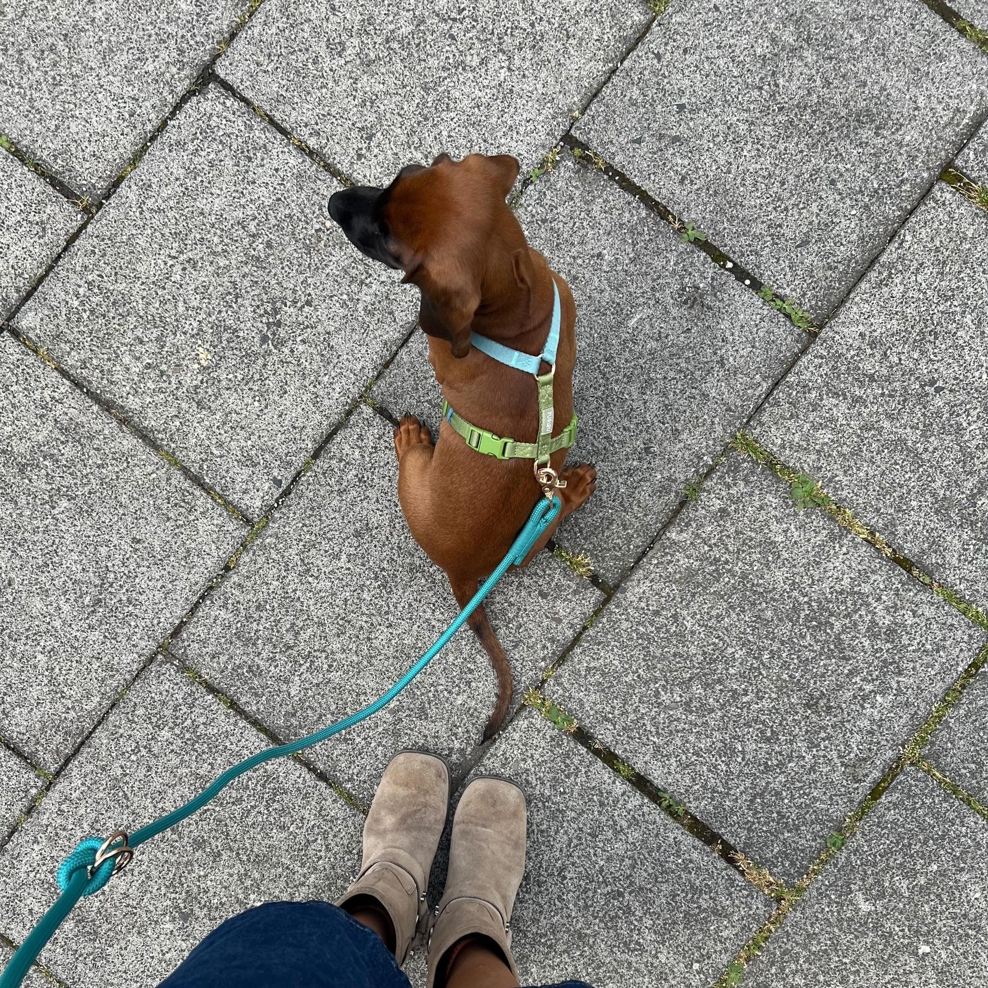 Blue and Green - Dog Harness Strap Harness FURLOU