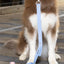 Blue Sky Orchid Waterproof Leash Leash Aria the Fox