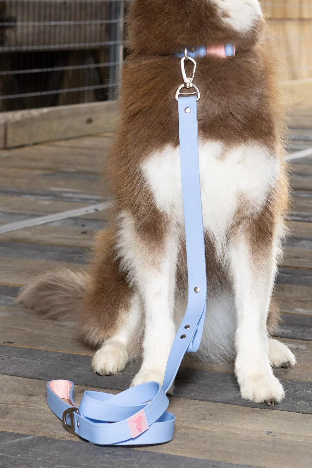 Blue Sky Orchid Waterproof Leash Leash Aria the Fox