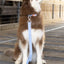 Blue Sky Orchid Waterproof Dog Collar Collar Aria the Fox