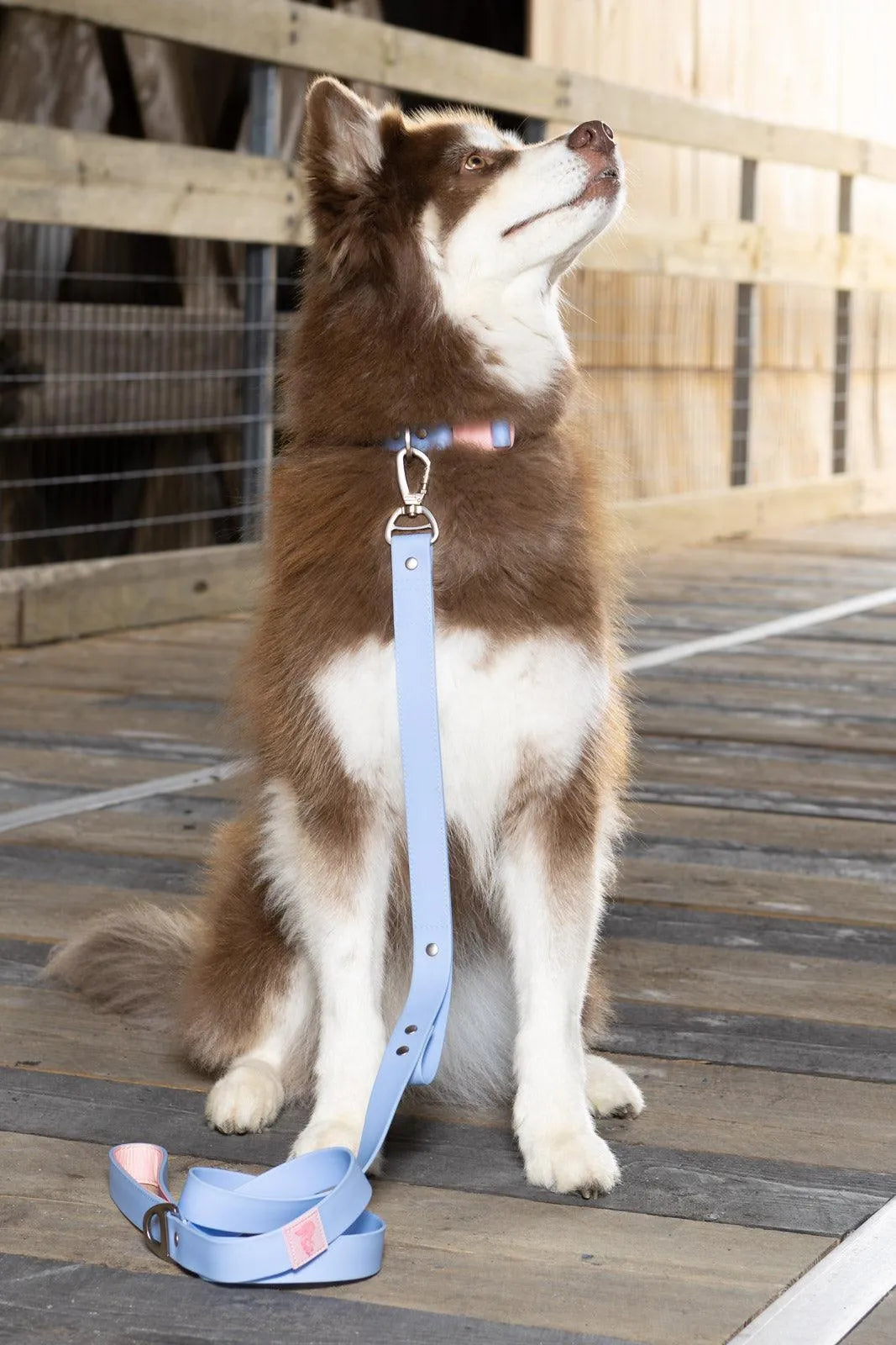 Blue Sky Orchid Waterproof Dog Collar Collar Aria the Fox
