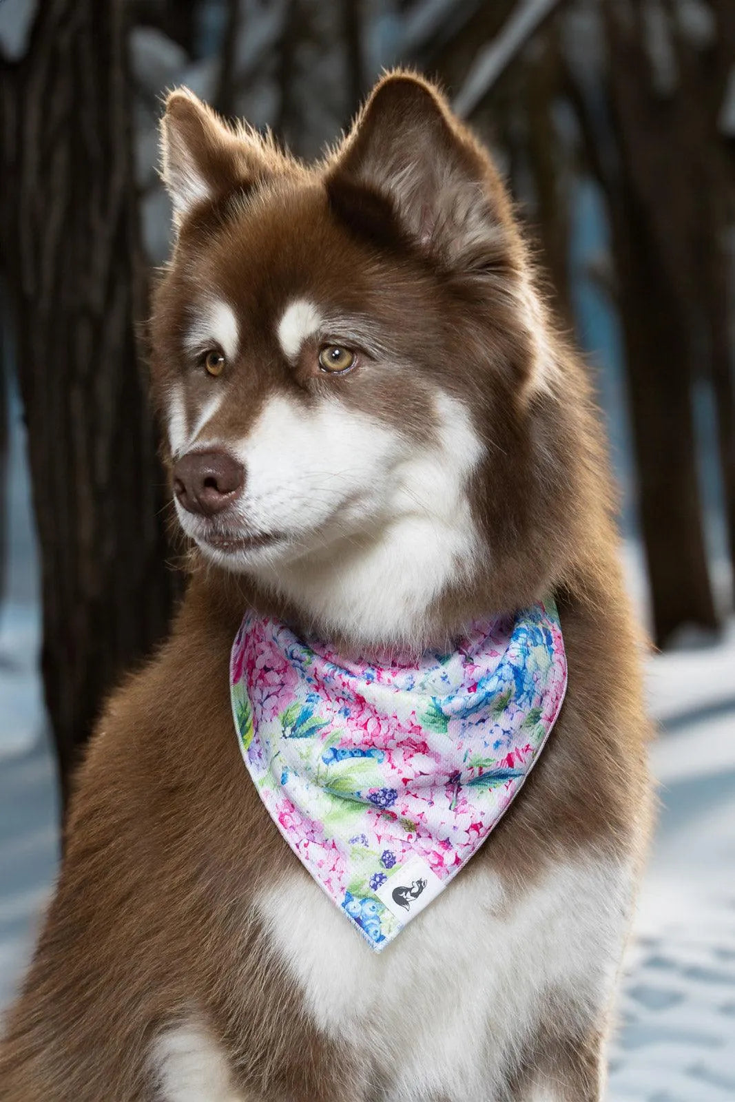 Hydrangea Haven Dog Bandana bandana Aria the Fox