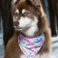 Hydrangea Haven Dog Bandana & Matching Keychain bandana Aria the Fox