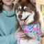 Hydrangea Haven Dog Bandana & Matching Keychain bandana Aria the Fox
