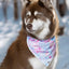 Pink and Blue Tribal Dog Bandana bandana Aria the Fox