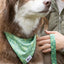 Pine Cone Pup Bandana & Matching Keychain XL bandana Aria the Fox