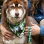 Evergreen Explorer Dog Bandana & Matching Keychain bandana Aria the Fox