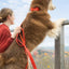 Scarlet Peaks Waterproof Leash Leash Aria the Fox