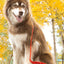 Scarlet Peaks Waterproof Dog Collar Collar Aria the Fox