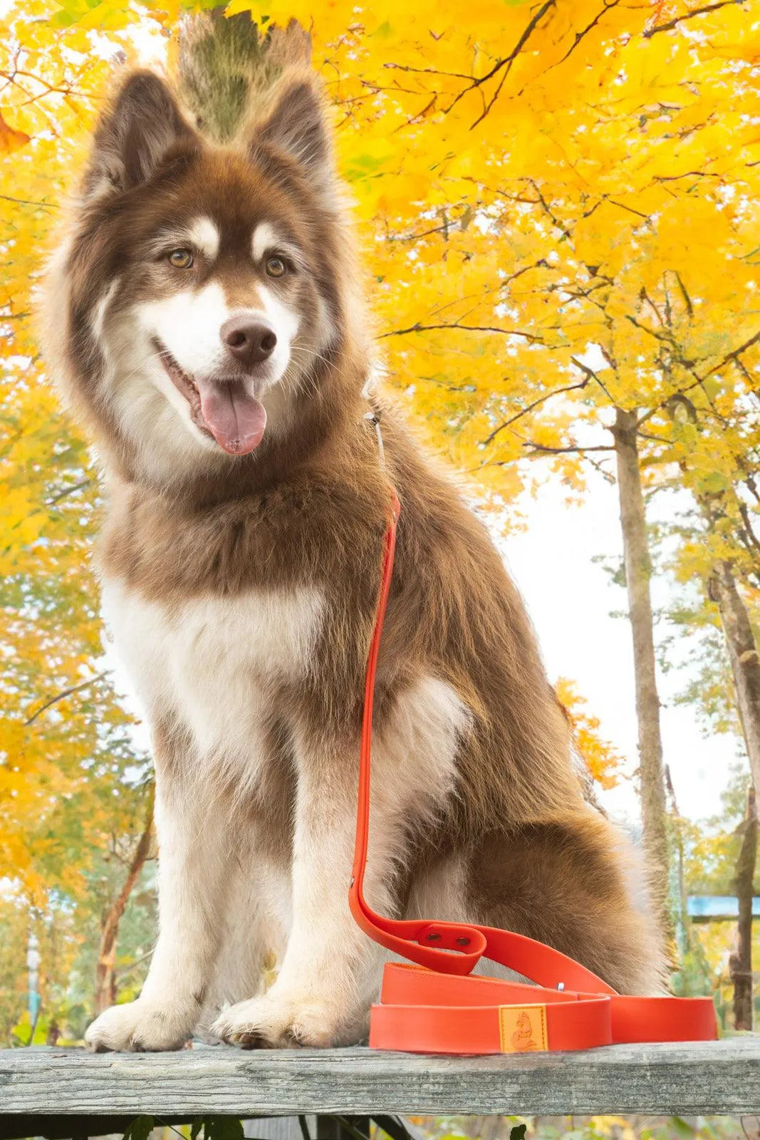 Scarlet Peaks Waterproof Leash Leash Aria the Fox