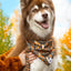 Foxes in Fall Dog Bandana & Matching Keychain bandana Aria the Fox