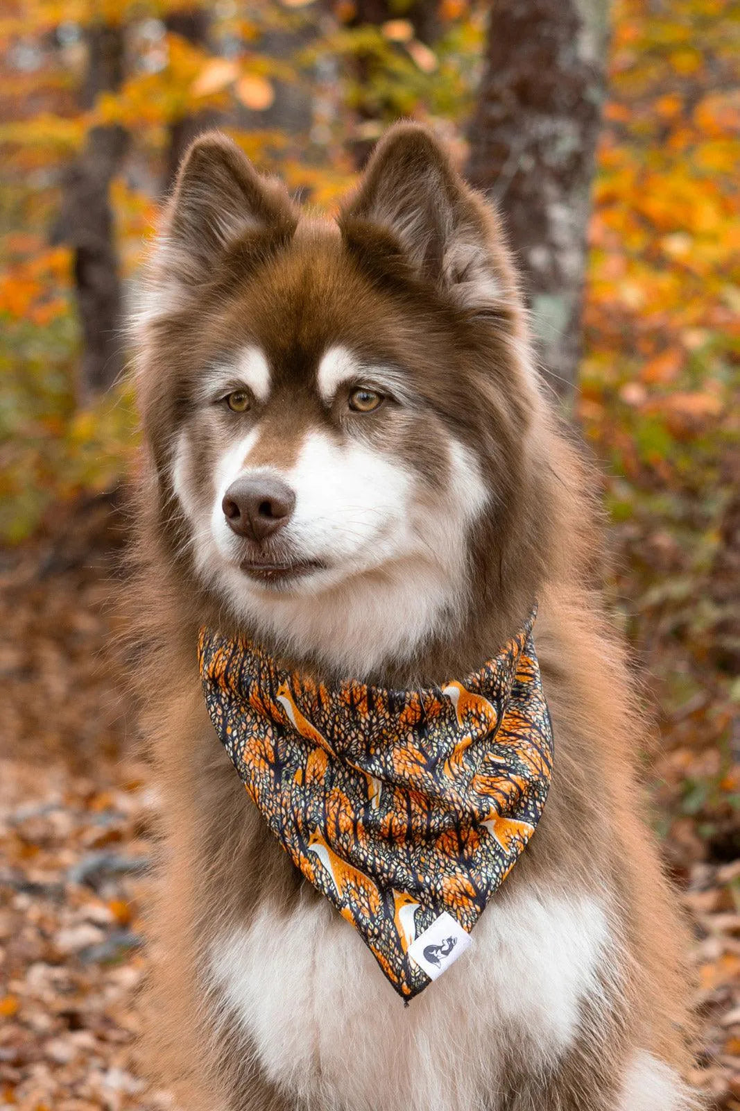 Foxes in Fall Dog Bandana bandana Aria the Fox