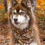 Foxes in Fall Dog Bandana & Matching Keychain bandana Aria the Fox