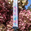 Pink and Blue Tribal Dog Bandana & Matching Keychain bandana Aria the Fox