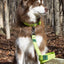 Mossy Pine Waterproof Leash Leash Aria the Fox